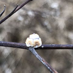 Ceroplastes rusci