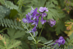 Vicia sosnowskyi
