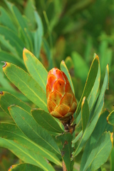 Protea gaguedi