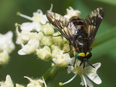Chrysops relictus