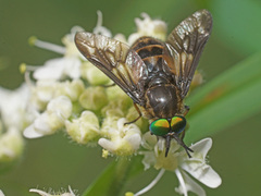 Chrysops relictus