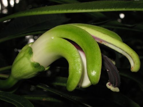 Clermontia arborescens ssp. waihiae