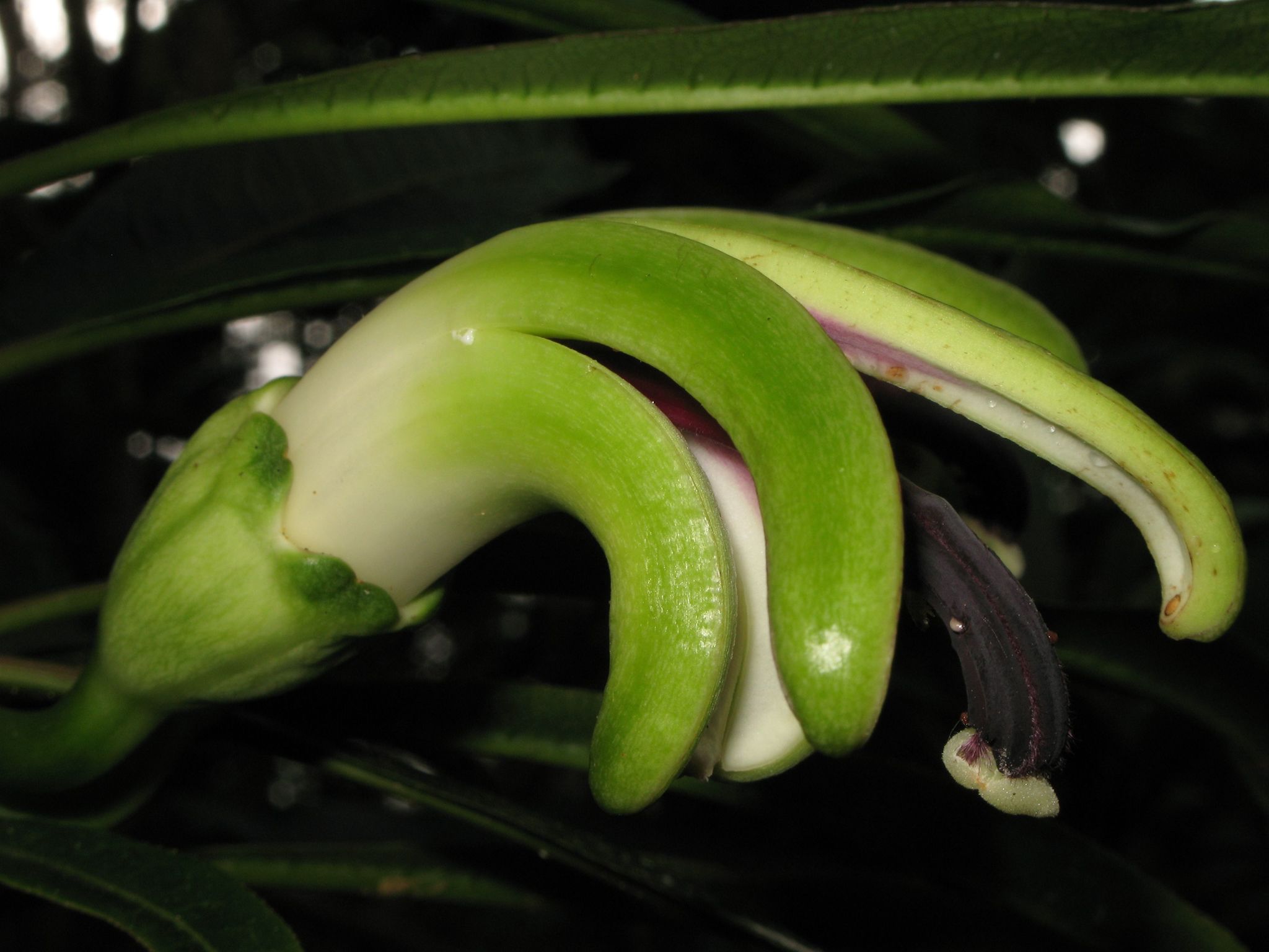 Clermontia arborescens ssp. waihiae