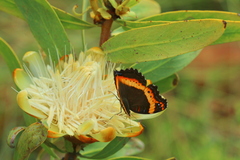 Protea gaguedi