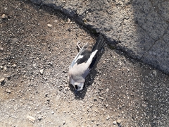 Garrulus glandarius atricapillus