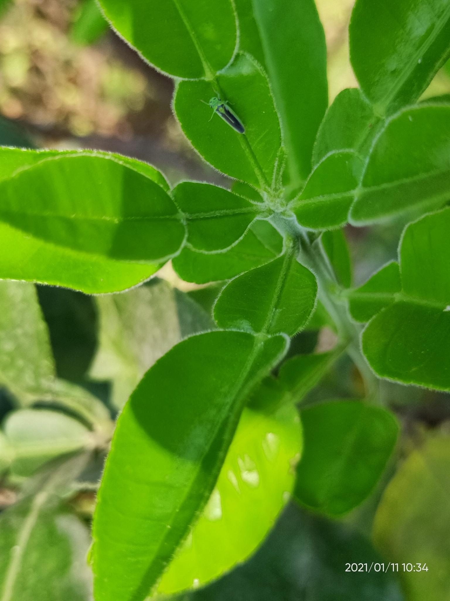 Kolla paulula | Insect Vectors of Plant Disease