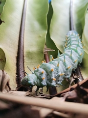 Attacus lorquinii