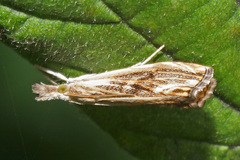 Catoptria verellus