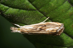 Catoptria verellus