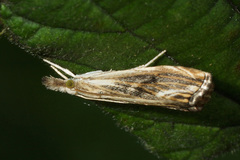 Catoptria verellus