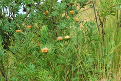 Protea gaguedi