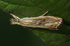 Catoptria verellus