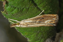 Catoptria verellus