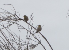 Zosterops lateralis chloronotus