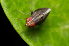 Cephaloconus cyprinus