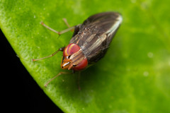 Cephaloconus cyprinus