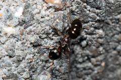 Notoncus ectatommoides