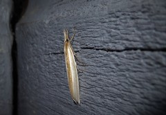 Orocrambus angustipennis