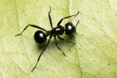 Polyrhachis pilosa