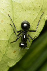 Polyrhachis pilosa