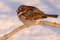 Passer domesticus