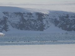 Somateria spectabilis