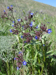 Anchusa stylosa