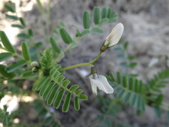 Astragalus guttatus