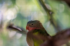 Polytelis alexandrae