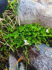 Euphrasia disperma