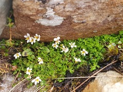 Euphrasia disperma
