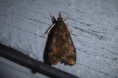 Uresiphita maorialis