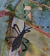 Gelonus tasmanicus
