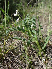 Astragalus guttatus