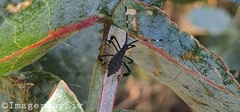 Gelonus tasmanicus