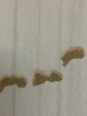 Spodoptera littoralis