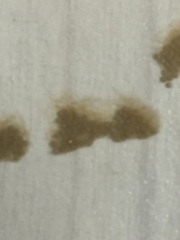 Spodoptera littoralis