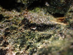 Potamopyrgus estuarinus