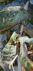 Gelonus tasmanicus