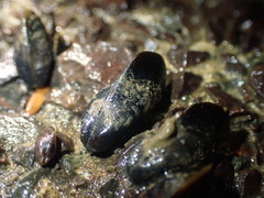 Xenostrobus securis