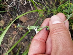 Silene