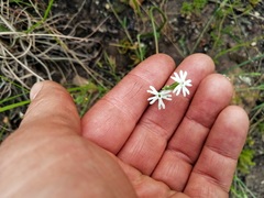 Silene