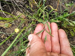 Silene