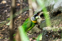 Psilopogon pyrolophus