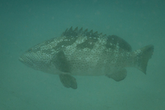 Epinephelus malabaricus