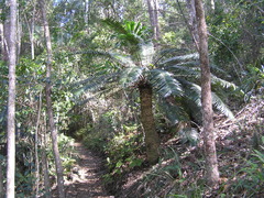 Lepidozamia peroffskyana