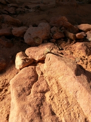 Uta stansburiana uniformis