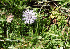 Globularia meridionalis