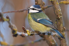 Cyanistes caeruleus