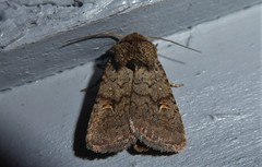 Proteuxoa tetronycha